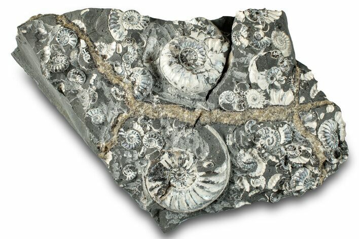Fossil Ammonite Cluster - Marston Magna, England #282046